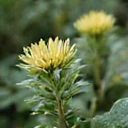 Abstract icon representing anti-aging